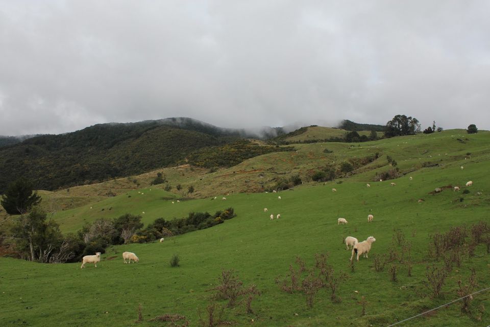 Photo of 10 Interesting Things To Do In New Zealand by Richa Gupta
