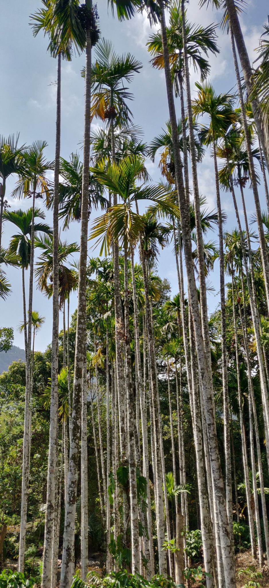 Photo of Agumbe, Karnataka, India by Sharayu Ballewar