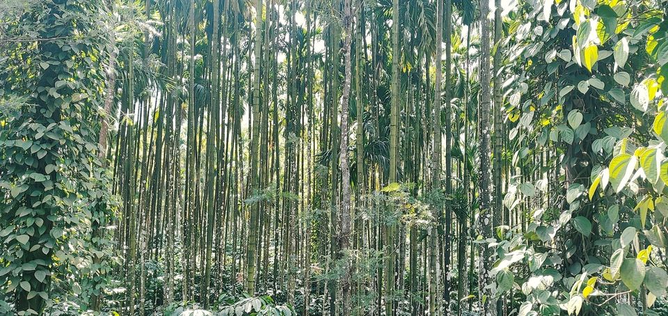 Photo of Agumbe, Karnataka, India by Sharayu Ballewar