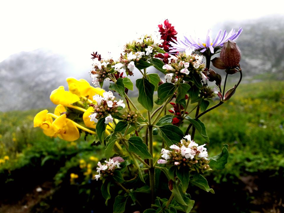 Photo of Manimahesh trek by Sukesh Kumar