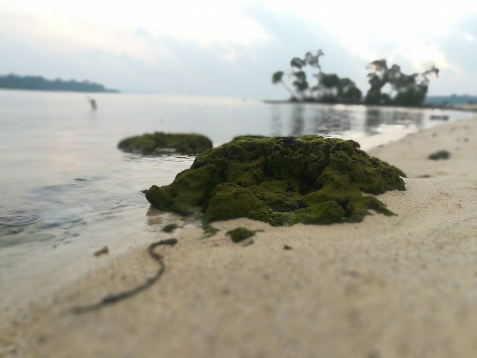 Photo of Best Scuba Diving in Andaman India-Scubalov.in Dive Resort, Govind Nagar, Havelock Island, Andaman and Nicobar Islands, India by Vimudha Muralidharan