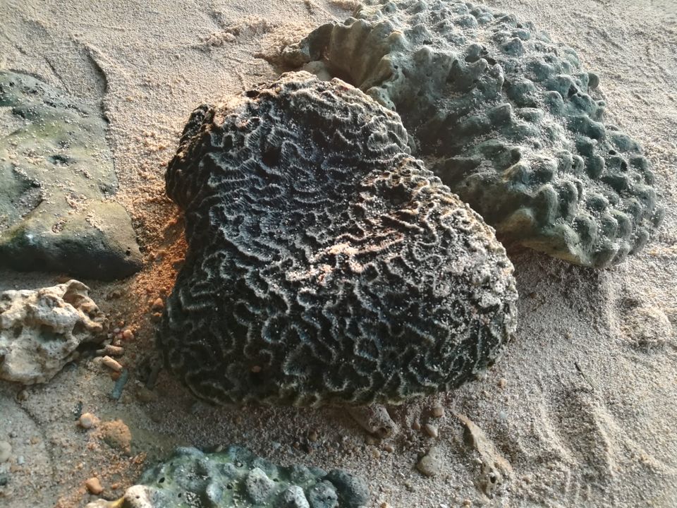 Photo of Neil Island, Andaman and Nicobar Islands by Vimudha Muralidharan