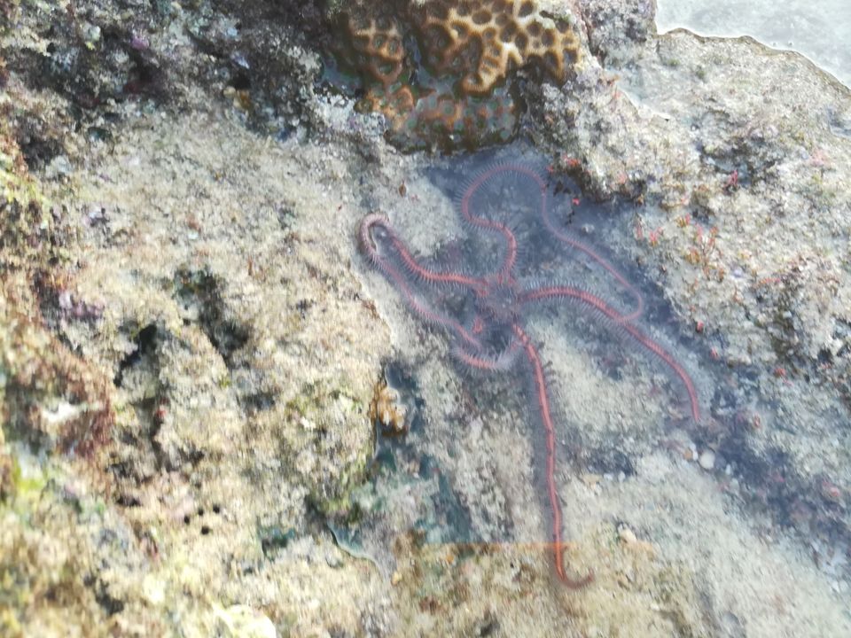 Photo of Neil Island, Andaman and Nicobar Islands by Vimudha Muralidharan