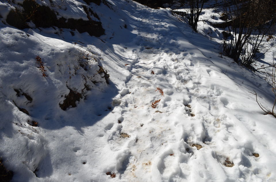 Photo of A Walk to Remember...Dayara Bugyal 3/12 by Sanghamitra Layek