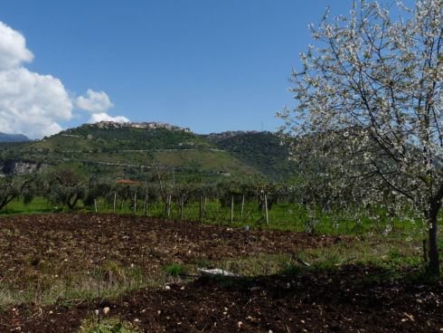 Photo of Artichoke Festival in Sezze, Italy 1/14 by Louise