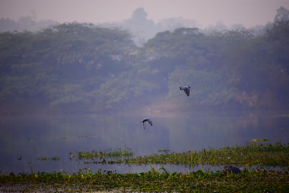Photo of OKHLA BIRD SANCTUARY: PEACE AMIDST OF CITY by Shashwat Sharma