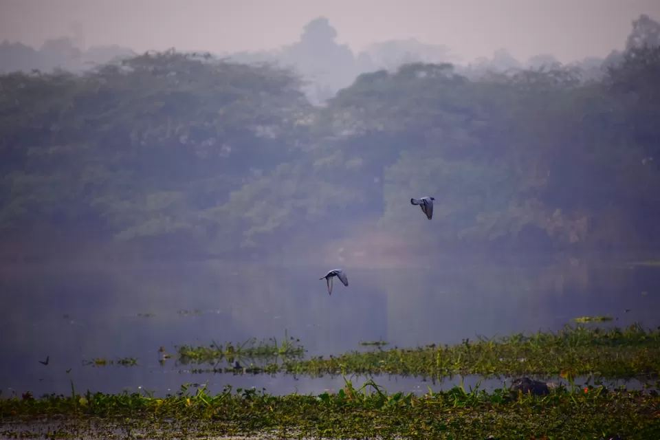 Photo of Okhla Bird Sanctuary, Okhla Bird Sanctury, Okhla, Noida, Uttar Pradesh, India by Shashwat Sharma