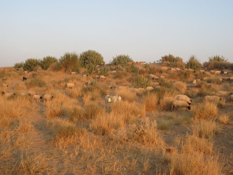 Photo of Jaisalmer! Rendezvous with The Golden City 8/26 by Shivi Goel