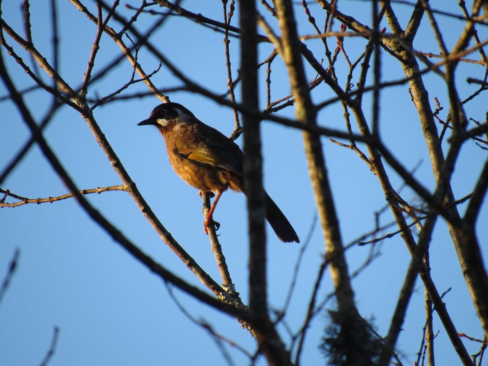 Photo of Tumling by Krishan Banerjee