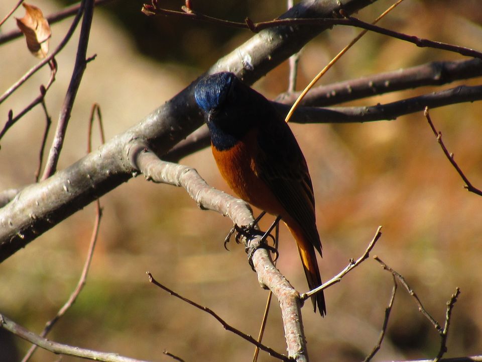 Photo of Tumling by Krishan Banerjee
