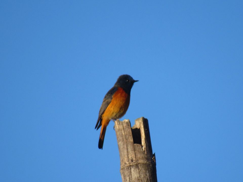 Photo of Tumling by Krishan Banerjee