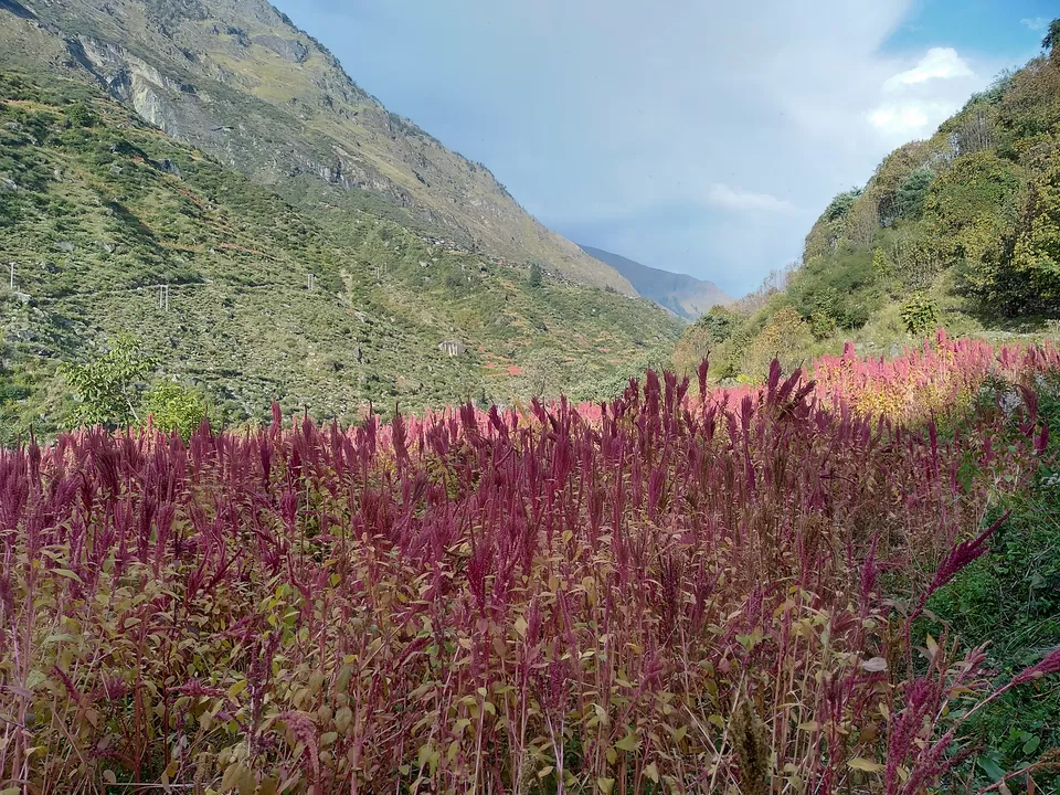 Photo of Taluka, Uttarakhand, India by Krishan Banerjee