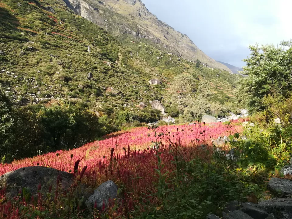 Photo of Taluka, Uttarakhand, India by Krishan Banerjee