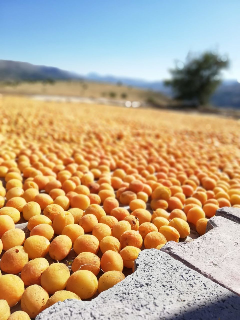 Photo of Malatya, Turkey by Ferdouss Hilal