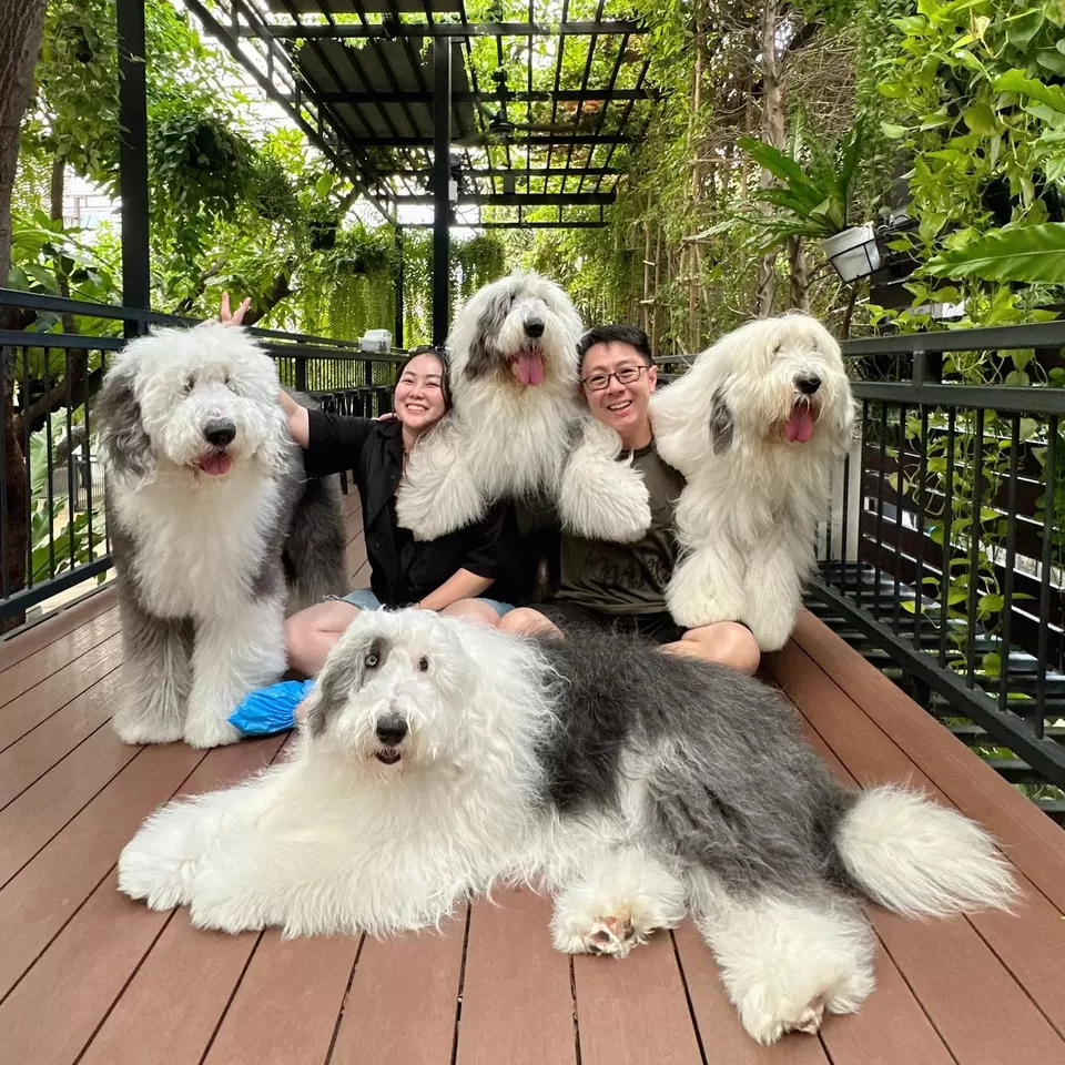 Photo of Visit This First-Of-Its-Kind Husky Café During your Next Trip to Bangkok! by Namrata Das Adhikary
