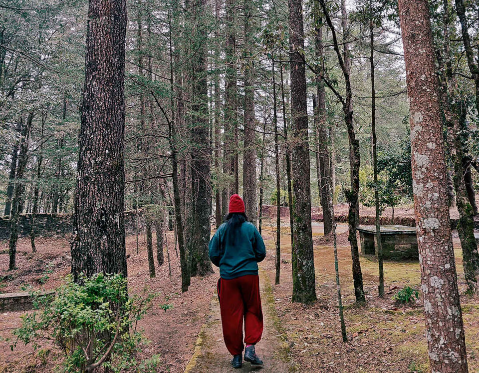 Photo of When the pandemic is over, make sure you travel to this secluded forest in Uttarakhand! by Namrata Das Adhikary