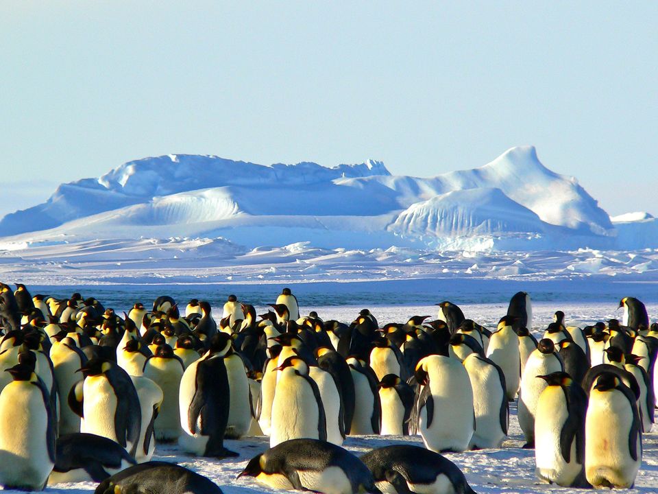 Photo of An 11-Day $25000 Cruise Trip to Antarctica for Free? Here's How You Can Win It! by Namrata Das Adhikary