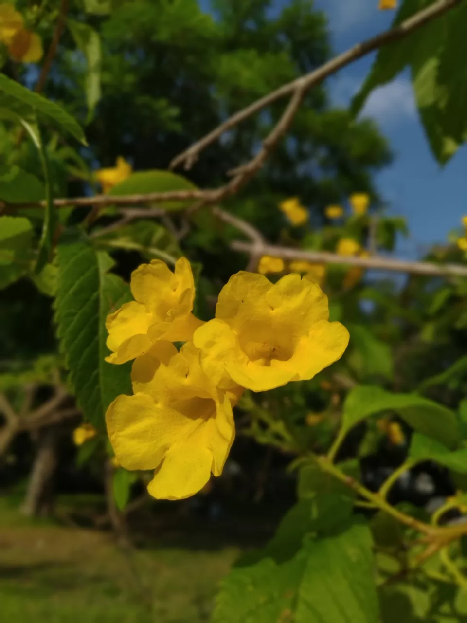 Photo of Bharathi Park, White Town, Pondicherry, Puducherry, India by Pratiyush Sah