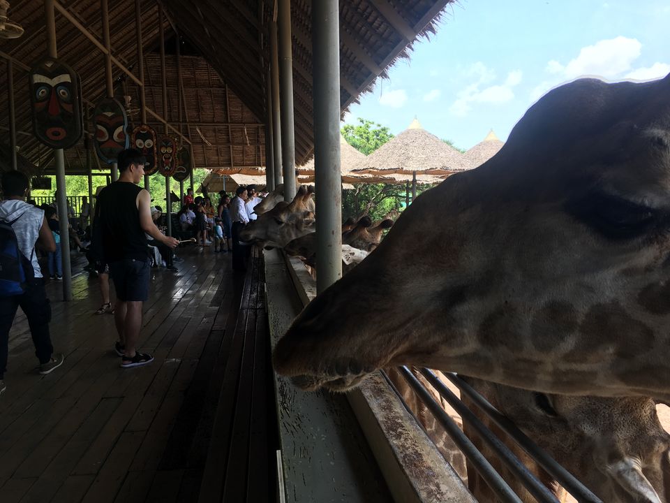 Photo of Safari World, Thanon Panya Intra, Sam Wa Tawan Tok, Khlong Sam Wa, Bangkok, Thailand by Ranjan Singh