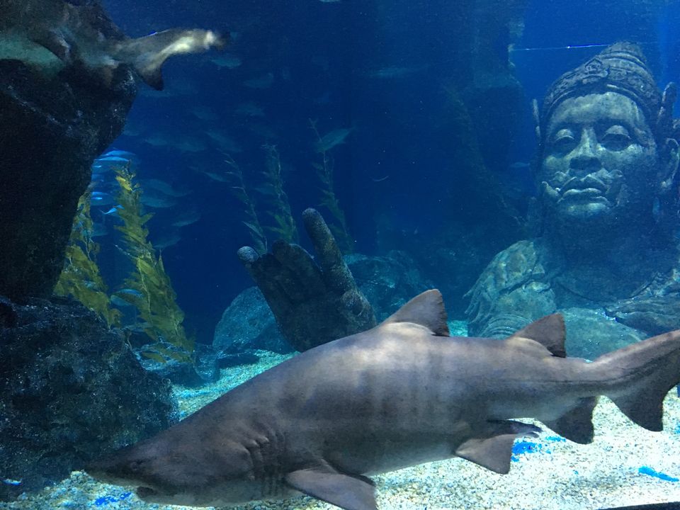 Photo of Sea Life Bangkok, Rama I Road, Pathum Wan, Bangkok, Thailand by Ranjan Singh