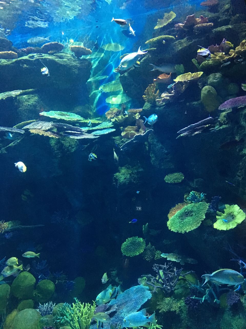 Photo of Sea Life Bangkok, Rama I Road, Pathum Wan, Bangkok, Thailand by Ranjan Singh