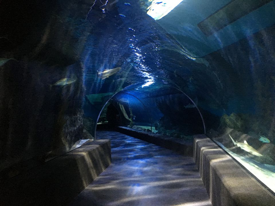 Photo of Sea Life Bangkok, Rama I Road, Pathum Wan, Bangkok, Thailand by Ranjan Singh