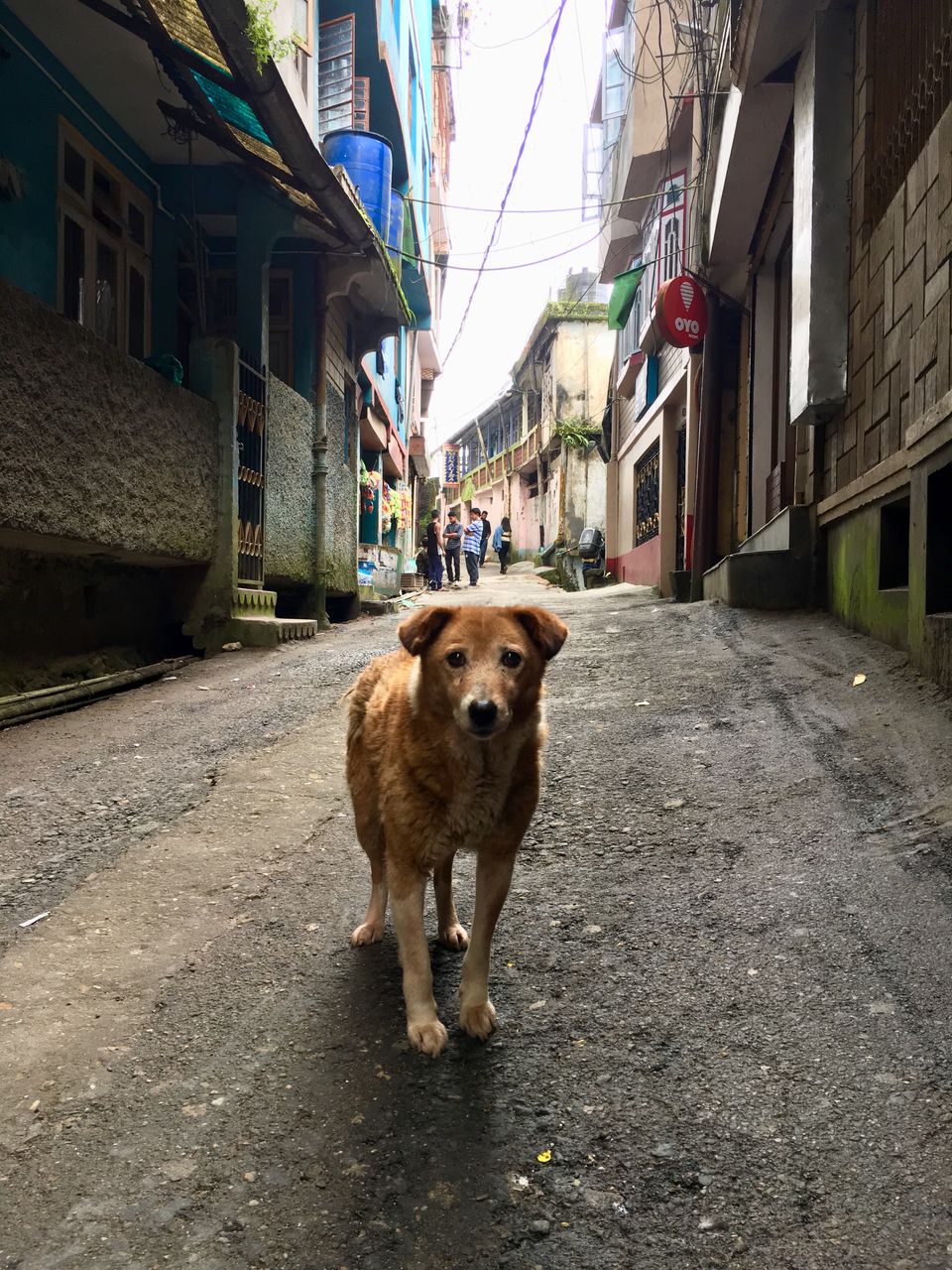 Photo of Darjeeling Mall, Chauk Bazaar, Darjeeling, West Bengal, India by Ranjan Singh