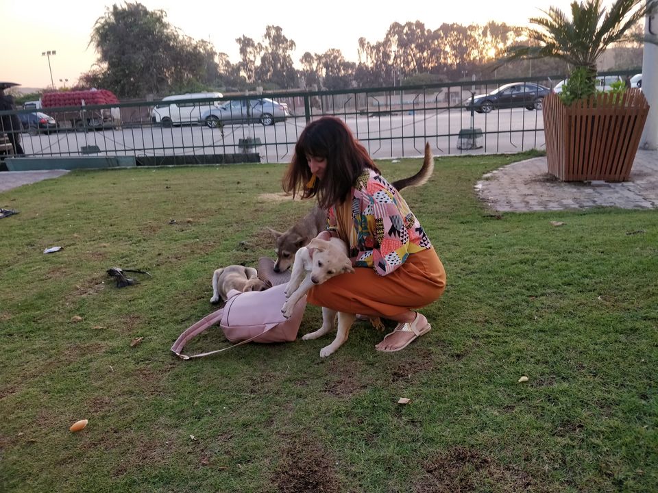 Photo of How you can help a stray dog or cat while on vacation #animalwelfare #animalsinneed 1/2 by Malika Bhavnani