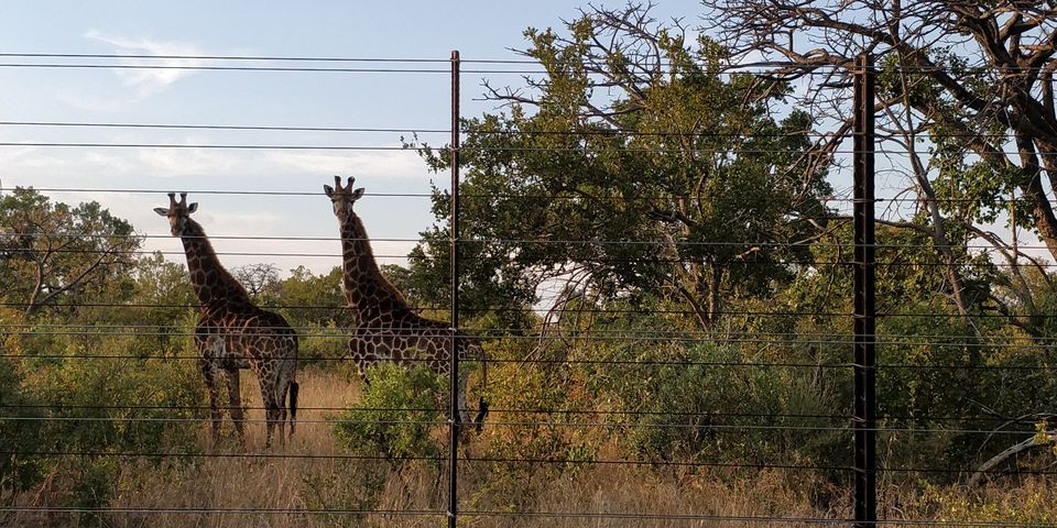 Photo of An Extraordinary encounter with the wildlife of South Africa at the Mabula Game Reserve by Malika Bhavnani