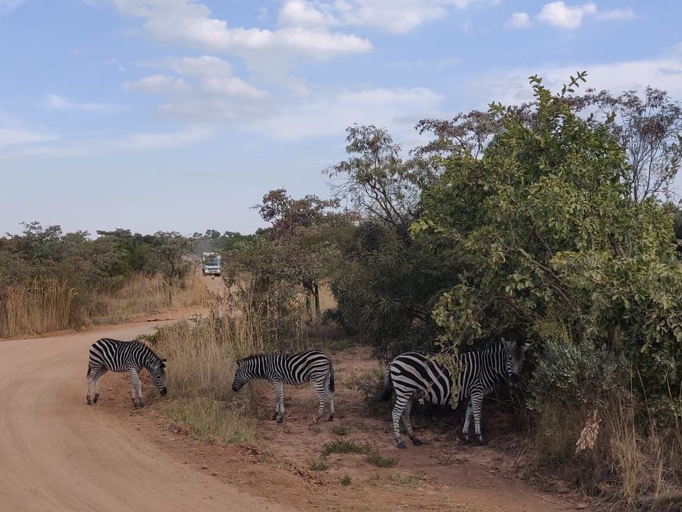 Photo of An Extraordinary encounter with the wildlife of South Africa at the Mabula Game Reserve by Malika Bhavnani