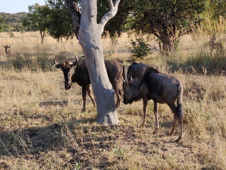Photo of An Extraordinary encounter with the wildlife of South Africa at the Mabula Game Reserve by Malika Bhavnani