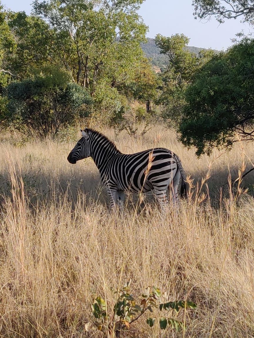 Photo of An Extraordinary encounter with the wildlife of South Africa at the Mabula Game Reserve by Malika Bhavnani
