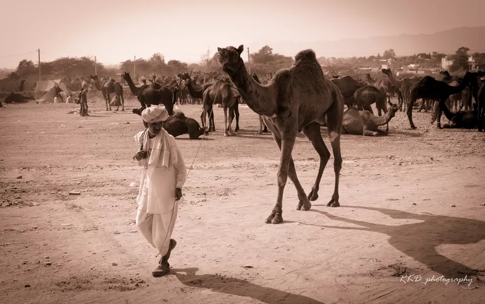 Photo of Pushkar, Rajasthan, India by Rathin Kumar Das