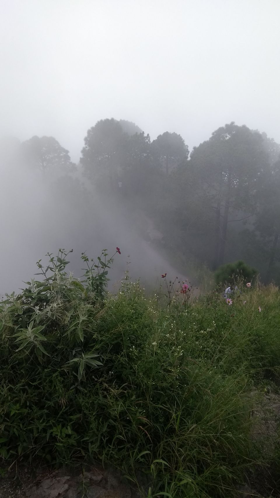 Photo of Gilbert Trail, Kasauli, Himachal Pradesh, India by Avneet Aziz