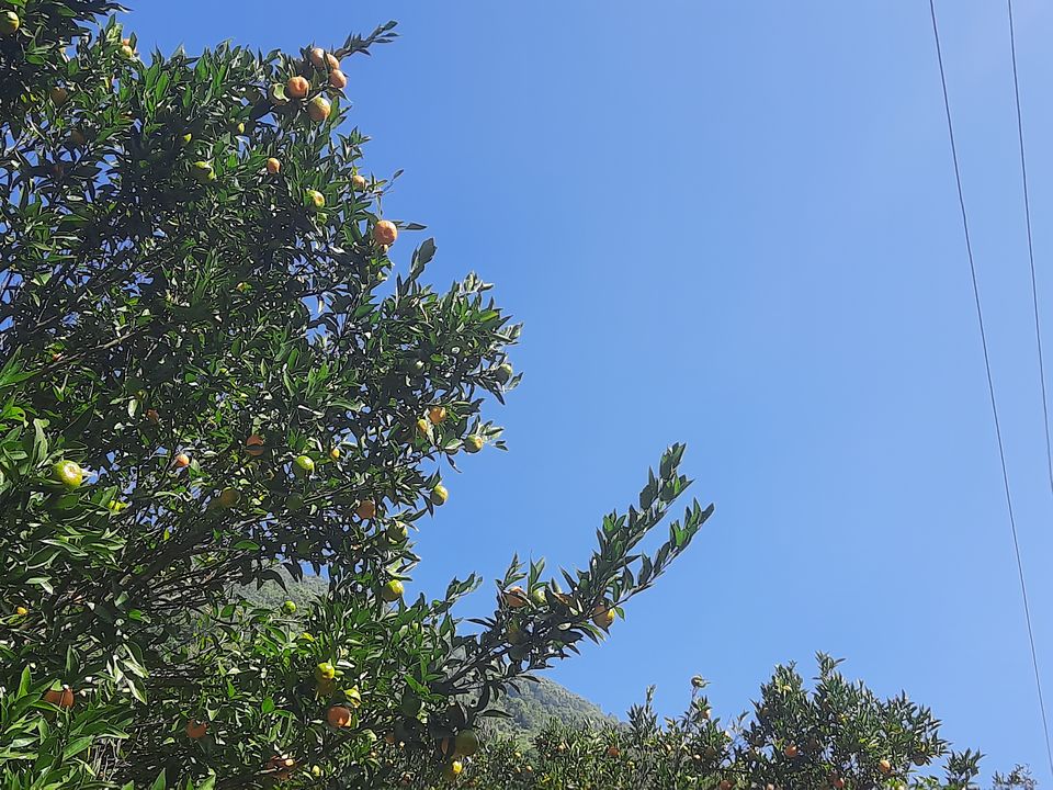 Photo of Rimbi Orange Garden, Pelling-Rimbi Road, Pelling, Sikkim, India by Sandhya Chaudhary