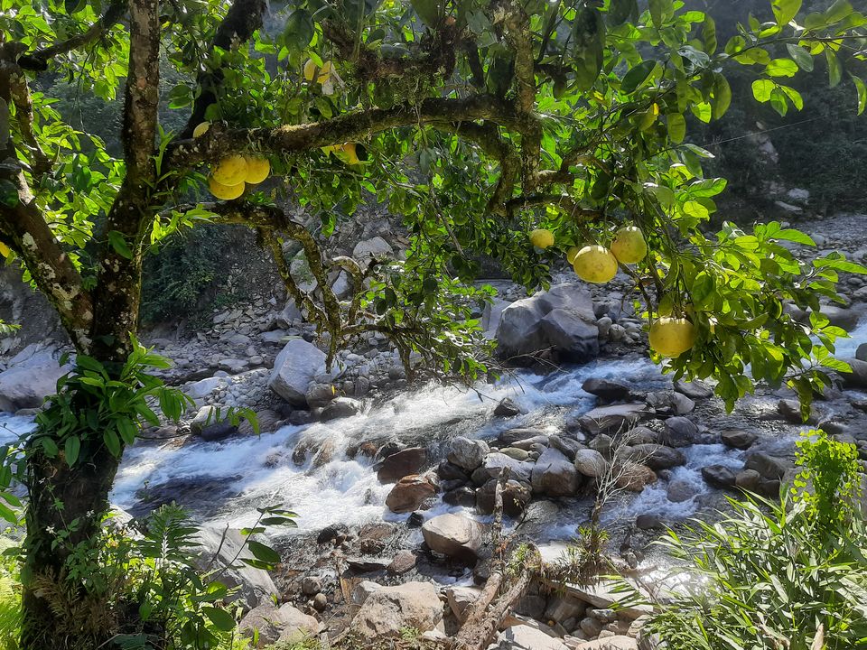 Photo of Rimbi Orange Garden, Pelling-Rimbi Road, Pelling, Sikkim, India by Sandhya Chaudhary