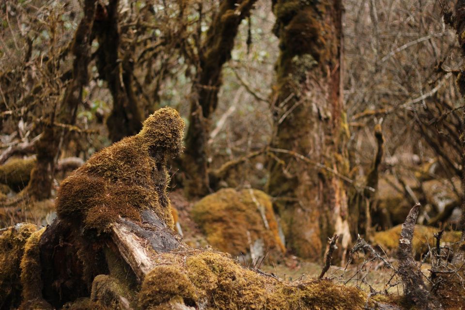 Photo of Dzongri, Sikkim, India by Asmita Bhattacharya