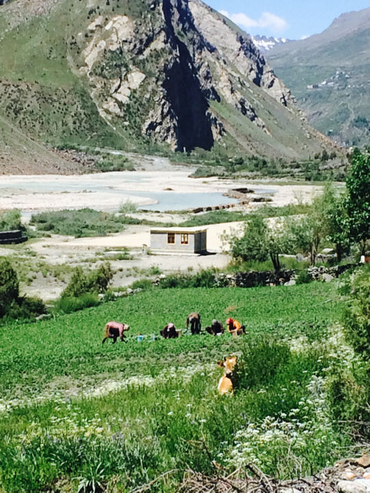 Photo of Jispa, Himachal Pradesh, India by Tanya Yadav