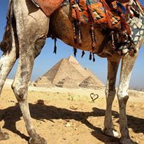 Photo of Day Tour to Pyramids: Memphis & Sakkara 7/8 by bhgat