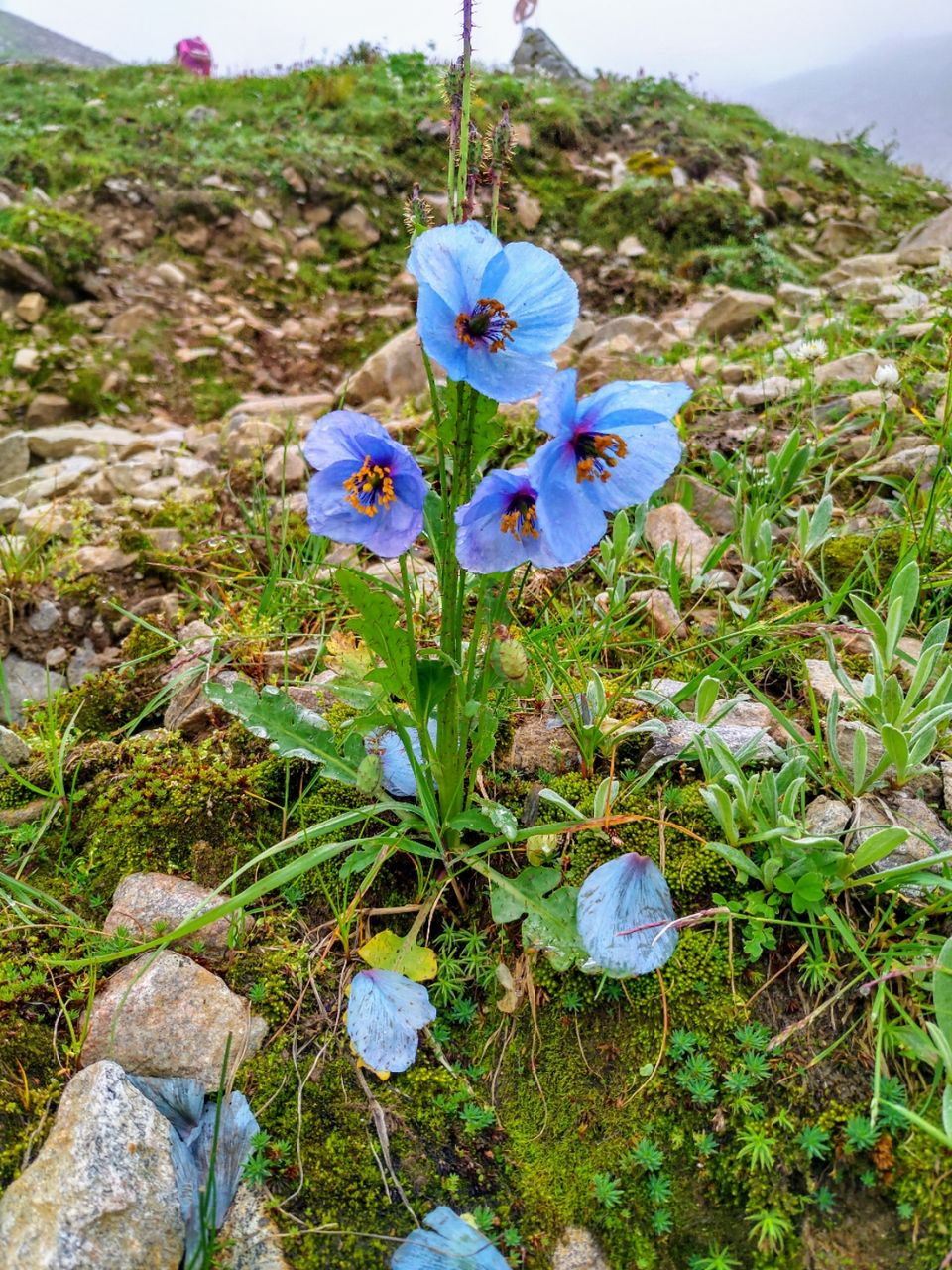 Photo of A budget trip to Valley of Flowers, Hemkund Sahib and Rishikesh in just Rs 3150 by Kshitij Pratap