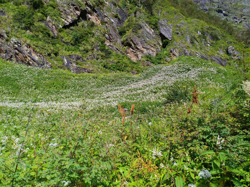 Photo of A budget trip to Valley of Flowers, Hemkund Sahib and Rishikesh in just Rs 3150 by Kshitij Pratap