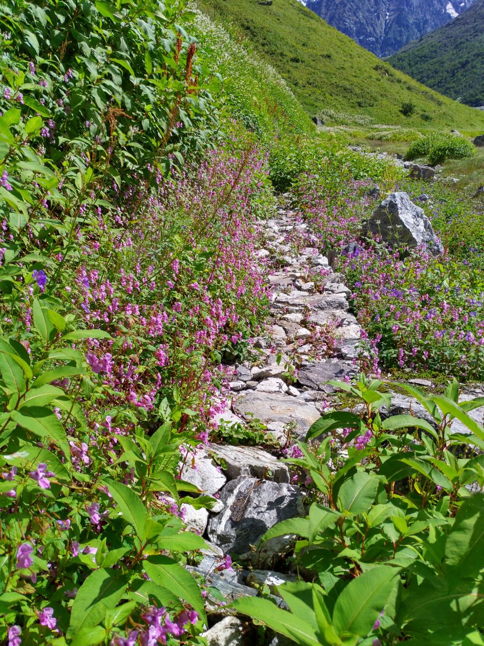 Photo of A budget trip to Valley of Flowers, Hemkund Sahib and Rishikesh in just Rs 3150 by Kshitij Pratap