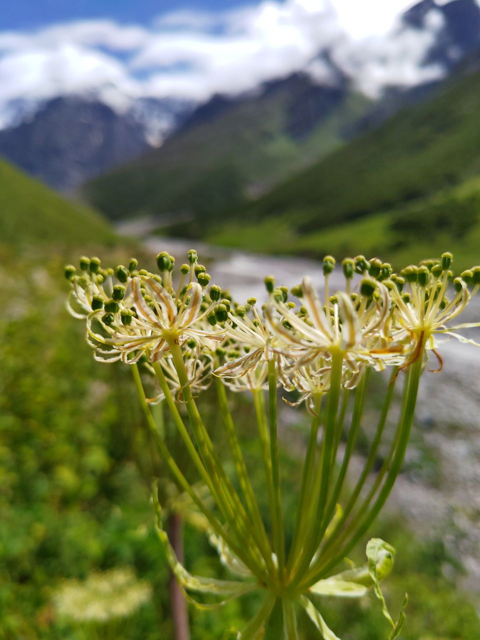 Photo of A budget trip to Valley of Flowers, Hemkund Sahib and Rishikesh in just Rs 3150 by Kshitij Pratap