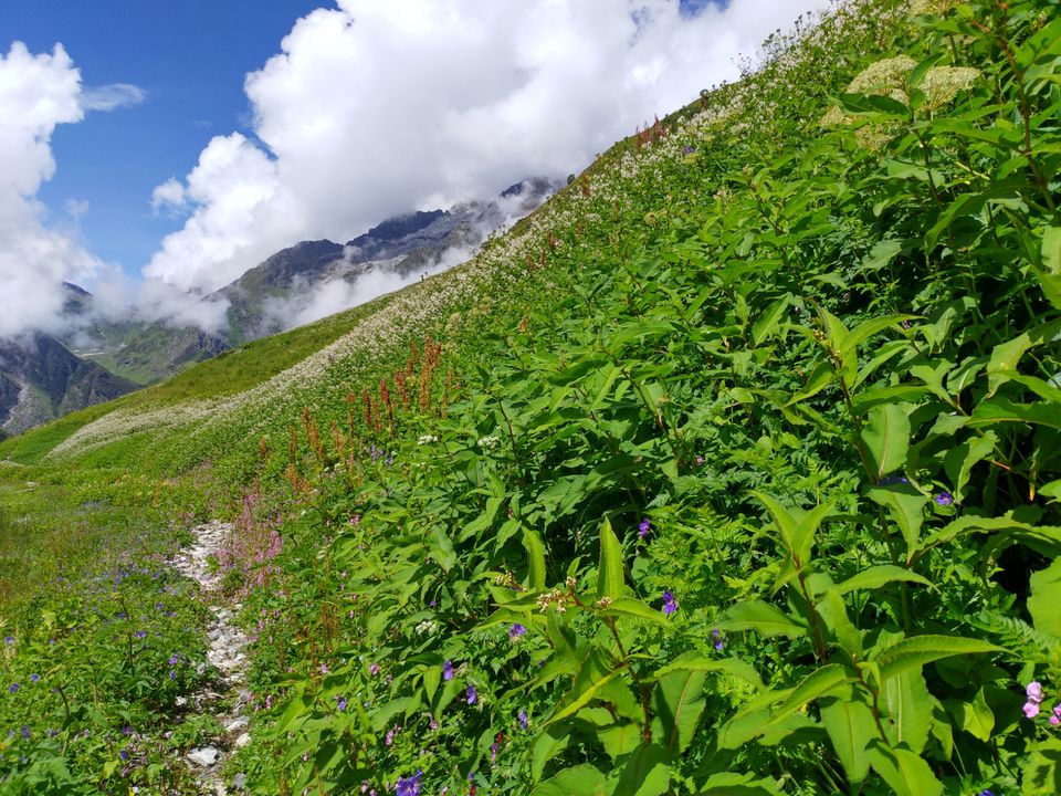 Photo of A budget trip to Valley of Flowers, Hemkund Sahib and Rishikesh in just Rs 3150 by Kshitij Pratap