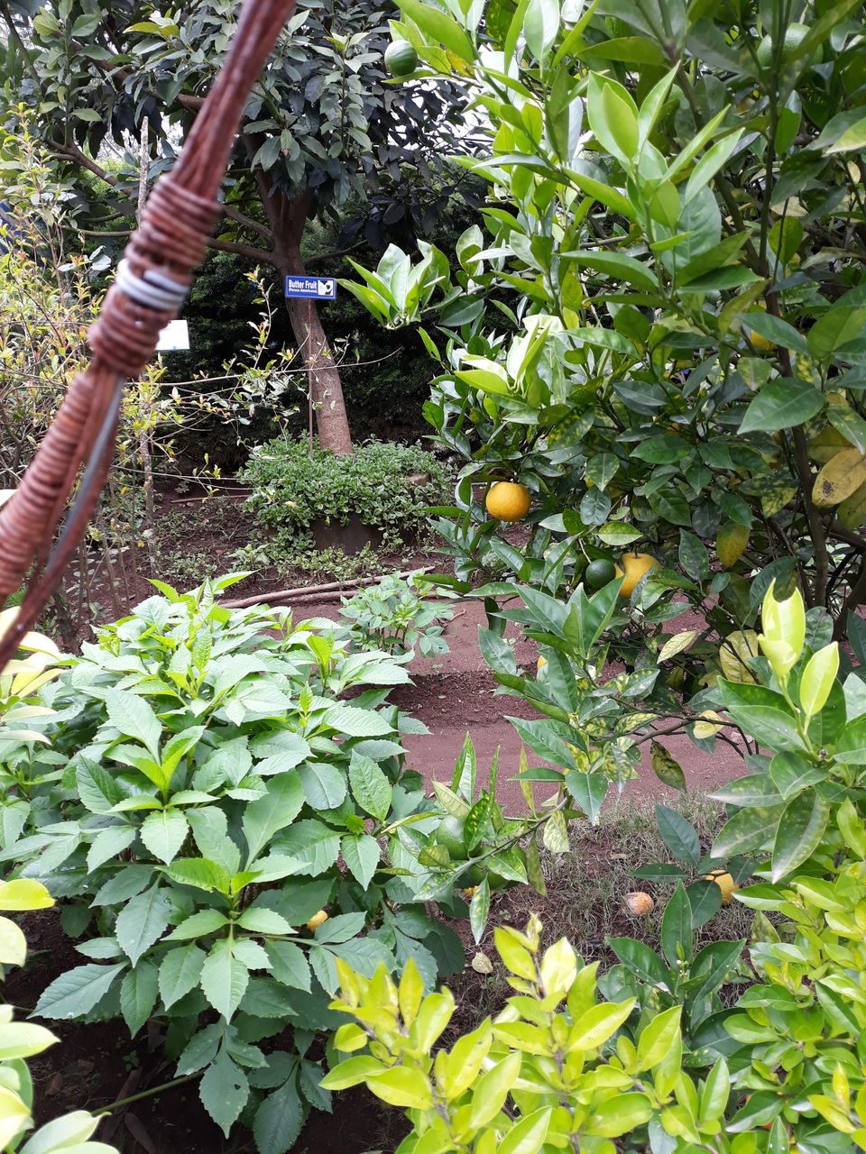 Photo of Doctors take a relaxing trip to Munnar by Divya Sree