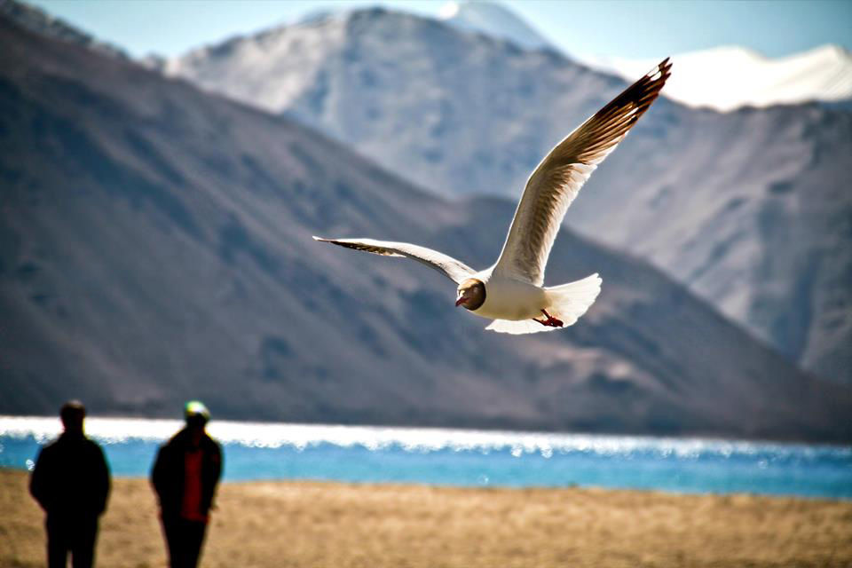 Photo of Zanskar by Triyana