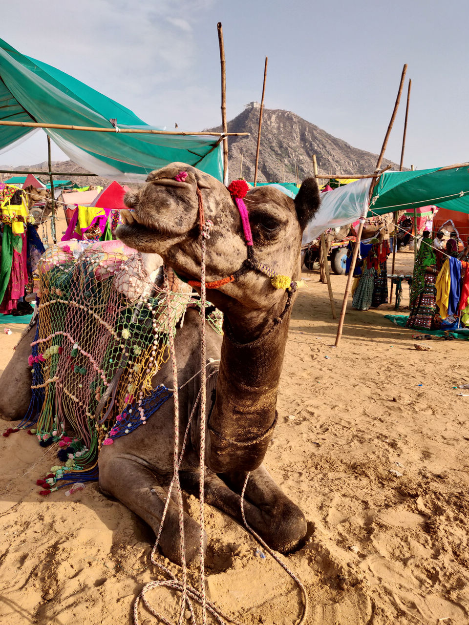 Photo of Pushkar Camel Safari, Choti Basti, Pushkar, Rajasthan, India by Neelam