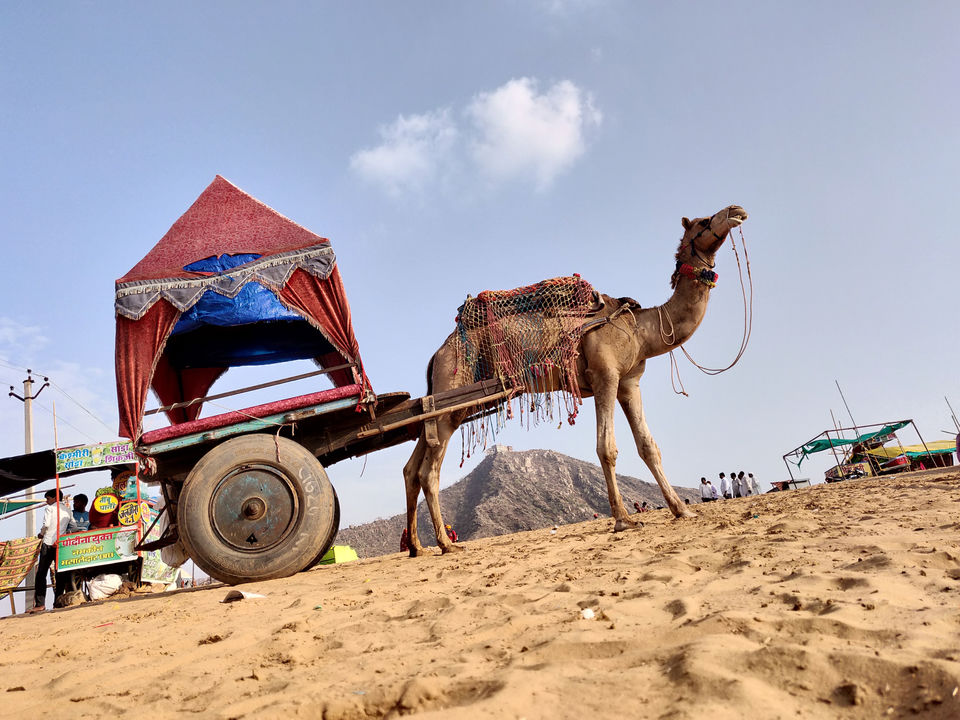 Photo of Pushkar Camel Safari, Choti Basti, Pushkar, Rajasthan, India by Neelam