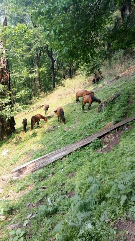 Photo of Again in Kasol & kheerganga by Ruth_delhi