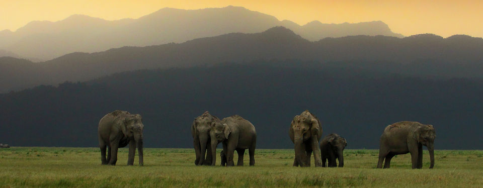 Photo of Jim Corbett National Park, Ramnagar, Uttarakhand, India by Hitendra Gupta